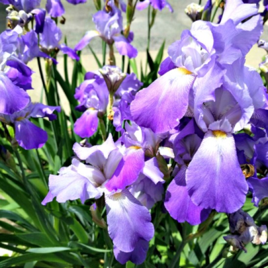 iris flowers bunch