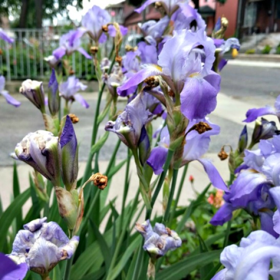 Irises flowers inbetween