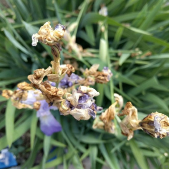 Irises in June dying top focus