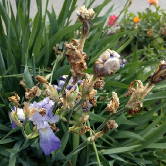 Irises in June dying