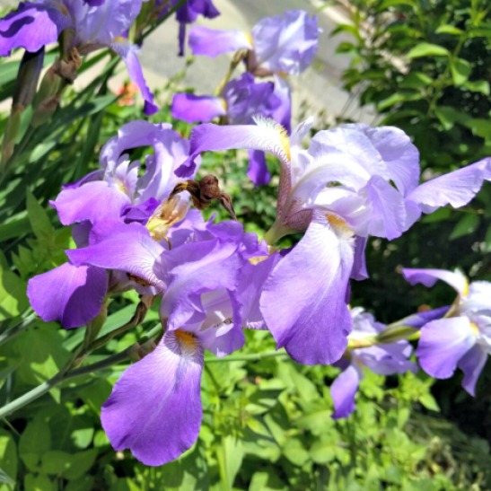 irises sideways