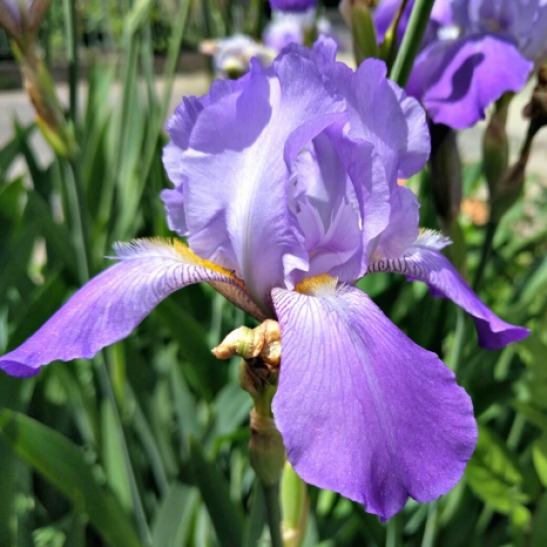 one iris flower